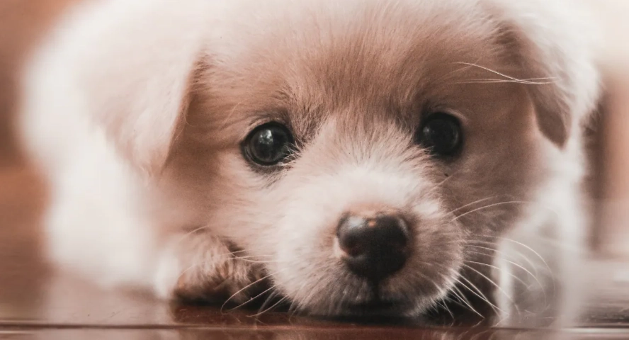 幼犬飼料成犬飼料差別全解析：營養成分、餵養時機與常見誤區