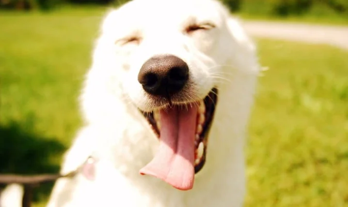 狗狗眼睛發炎怎麼辦
