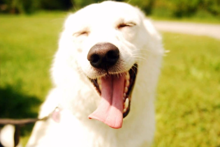 狗狗眼睛發炎怎麼辦？症狀判斷、居家護理與獸醫治療全解析