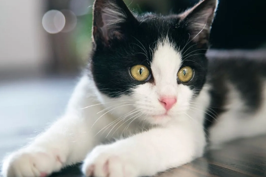 貓皮膚黑點全解析：成因、症狀與治療指南，獸醫親授實用對策