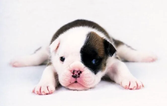 幼犬一直嚶嚶叫