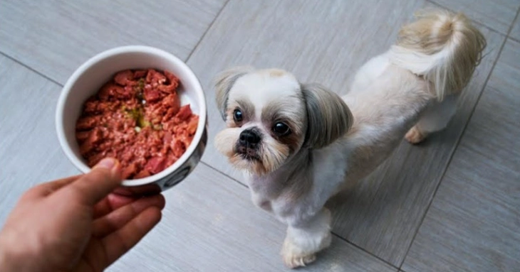 狗狗库欣氏症寿命