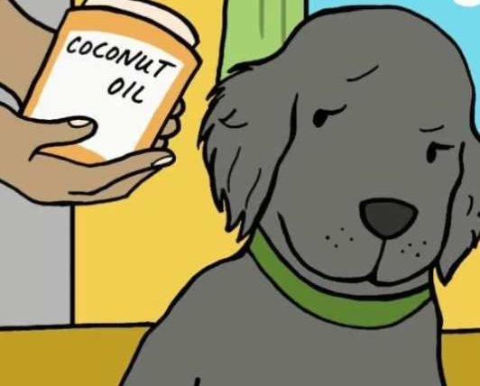 狗狗可以吃什麼油