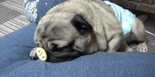 狗狗可以吃饅頭嗎