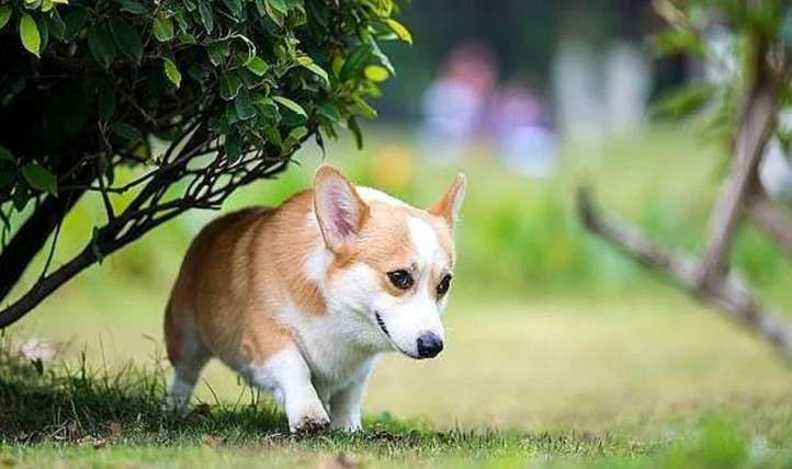 狗狗心臟病咳嗽舒緩