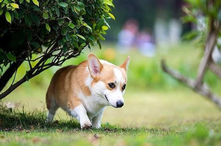 狗狗心臟病咳嗽舒緩全攻略：症狀識別、居家護理與專家建議