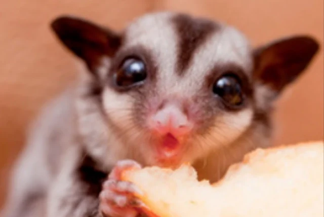 蜜袋鼯會認主人嗎