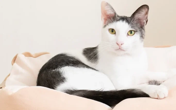 貓咪牙齒黑黑的