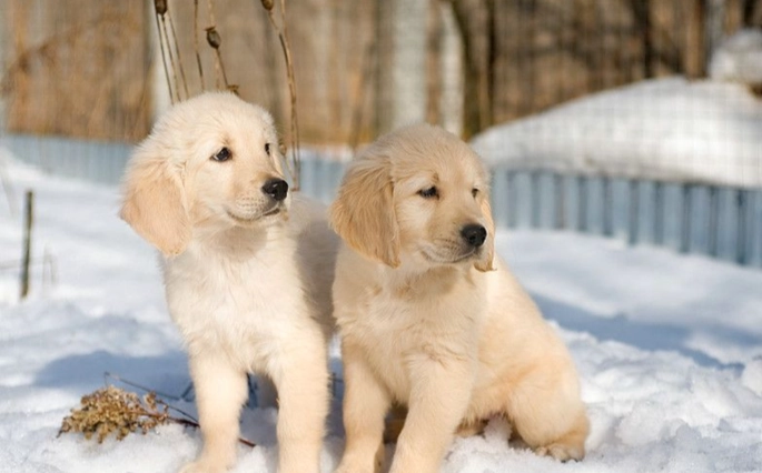 養狗漂白水拖地