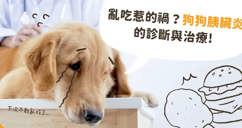 狗狗胰臟炎灌食