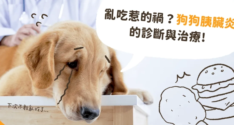 狗狗胰臟炎灌食完整指南：症狀識別、步驟技巧與護理要點