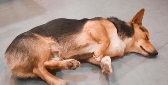 狗狗一直發抖一直喘