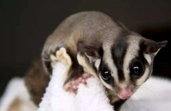 香港蜜袋鼯犯法