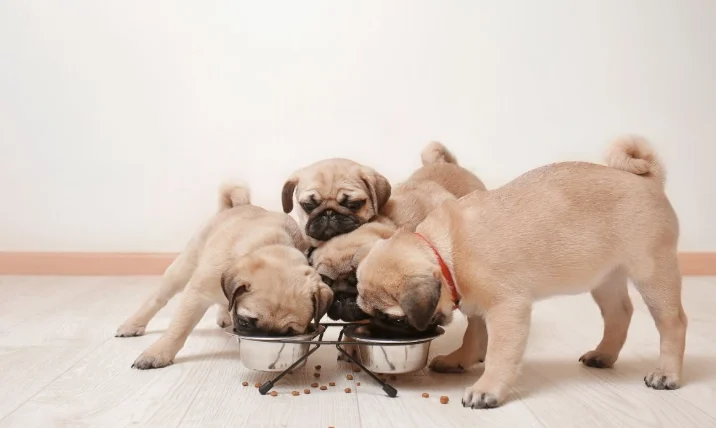 一個月的小狗吃什麼