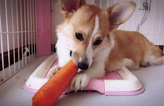 狗狗可以吃胡蘿蔔嗎