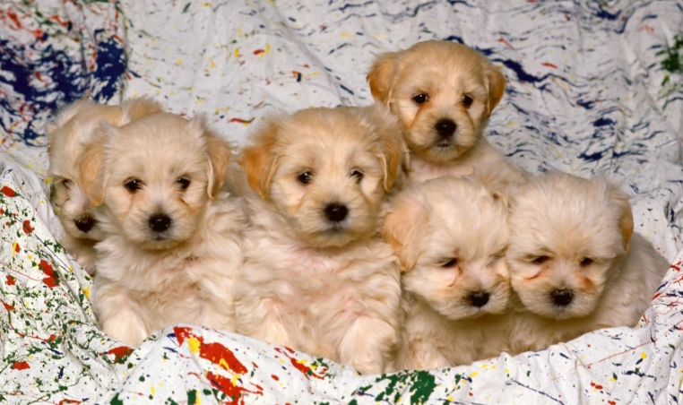 狗狗優格牌子選購全攻略：如何挑選最適合毛孩的健康優格品牌