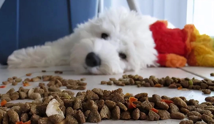 皇家狗飼料缺點全解析：飼主必知的隱藏風險與實用替代方案