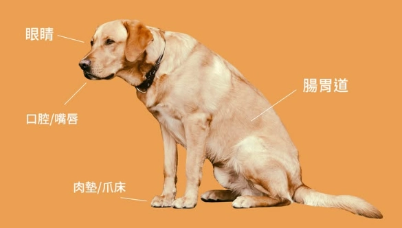 狗狗黑色素瘤原因