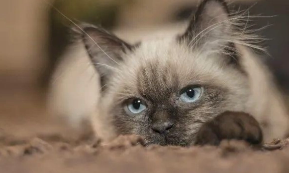 貓咪可以吃什麼海鮮