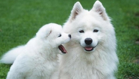 狗狗蛀牙怎麼辦