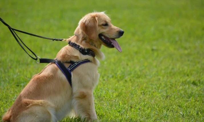 狗狗心臟病食療