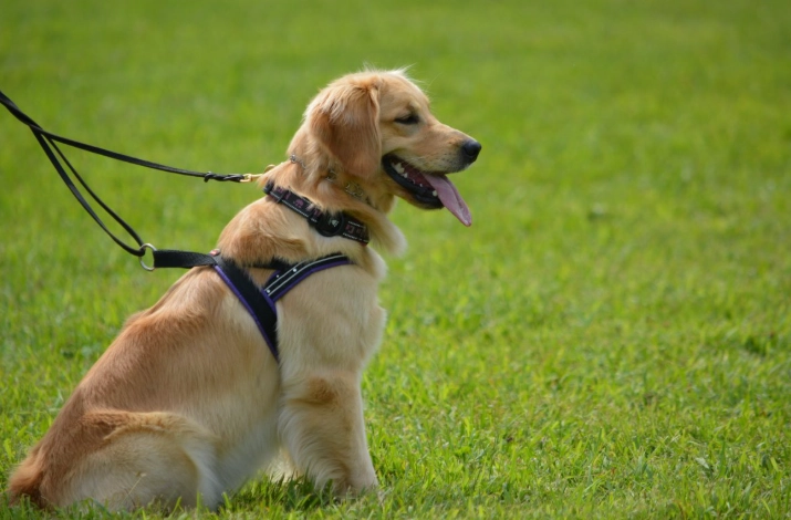 狗狗心臟病食療全指南：飲食調整守護毛孩心臟健康