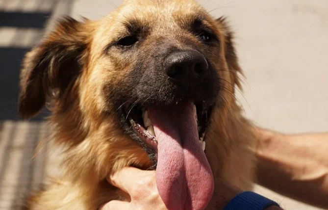 狗狗一直喘氣吐舌頭