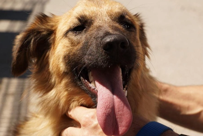 狗狗一直喘氣吐舌頭：原因判讀、緊急處理與預防指南