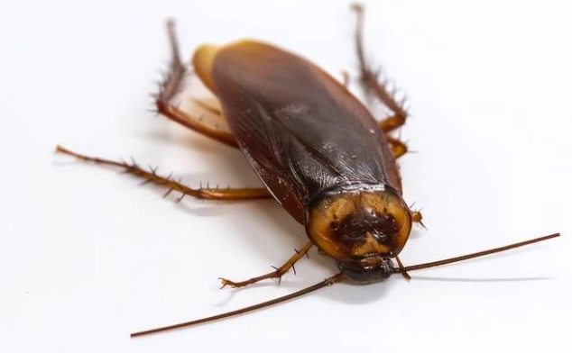 黑色會蠕動的蟲