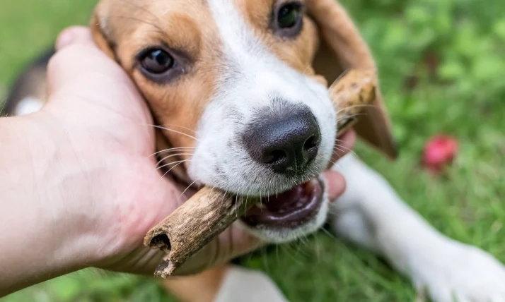 狗狗怎麼吃才健康