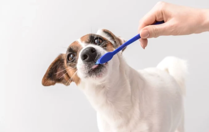 狗 洗 牙 一定要 麻醉 嗎