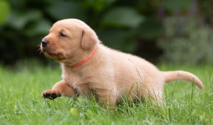 狗耳朵清潔全攻略：步驟、用品與常見問題一次解決