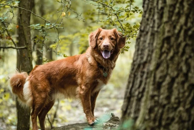 被狗咬沒有傷口