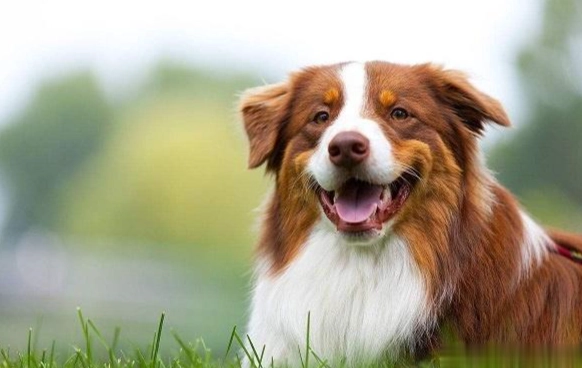 狗狗牙結石軟化推薦