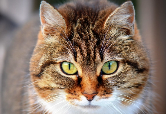 貓咪不小心吃到鹽