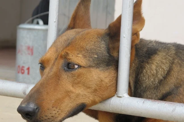 狗狗尿顏色變淡