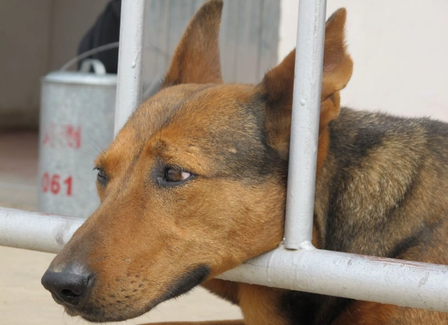 狗狗尿顏色變淡怎麼辦？獸醫解析原因與處理方法