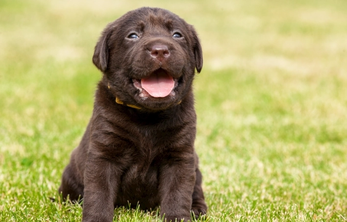 狗狗吃蘋果吐：原因、症狀、處理與預防全指南