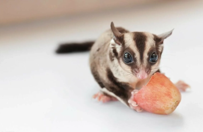 蜜袋鼯吃什么水果？安全清單與餵食技巧全攻略