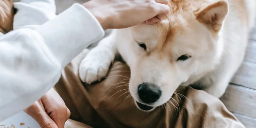 狗狗庫欣氏症原因