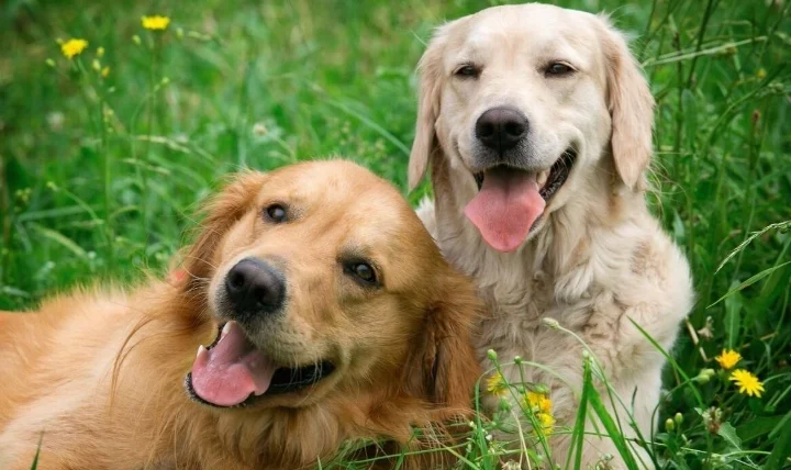 狗吃到一點點蔥