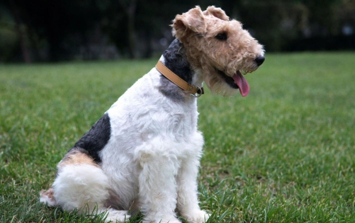 剛毛獵狐梗犬飼養全指南：性格、健康與訓練秘訣