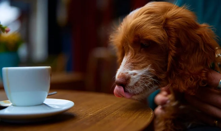 狗 咖啡