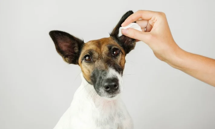 狗狗耳朵多久清一次
