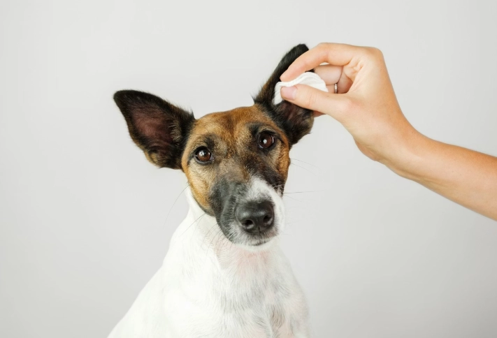 狗狗耳朵多久清一次？完整清潔頻率指南與常見問題解答