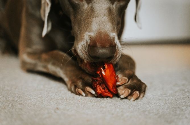 狗亂吃東西怎麼辦？完整指南教你預防與處理狗狗誤食危機