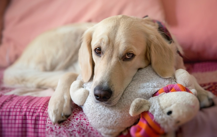 狗狗咳嗽舒緩全攻略：原因、症狀與家庭護理方法