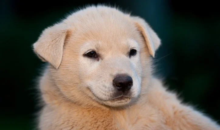 狗狗益生菌什麼時候吃