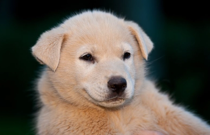 狗狗益生菌什麼時候吃？獸醫推薦黃金時機與完整指南