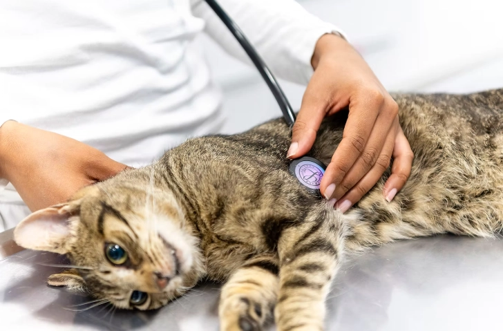 狗神經學檢查全攻略：症狀、流程、費用與常見問題一次搞懂